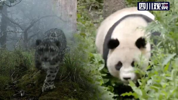 四川卧龙：大熊猫栖息地首次拍到雪豹