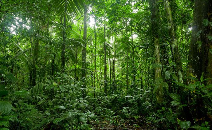 为保护亚马孙雨林，法国绕过博索纳罗与巴西州政府谈合作