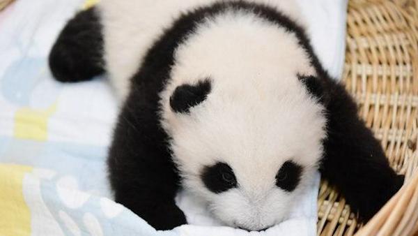 全球首次野外“引种”大熊猫及其幼仔回捕