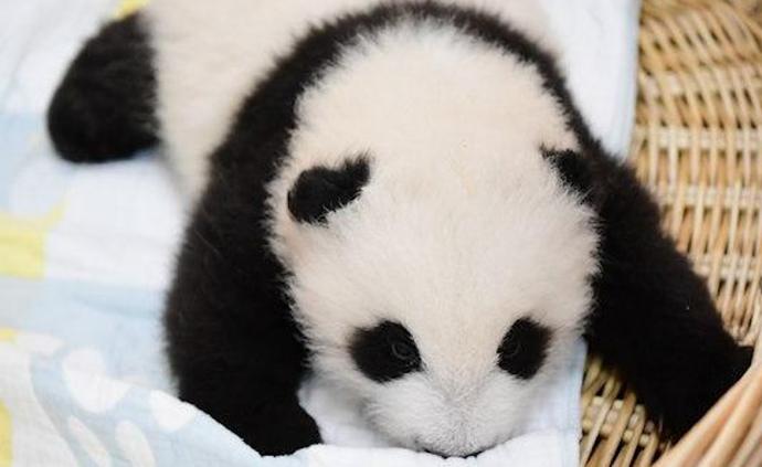 全球首次野外“引种”大熊猫及其幼仔回捕
