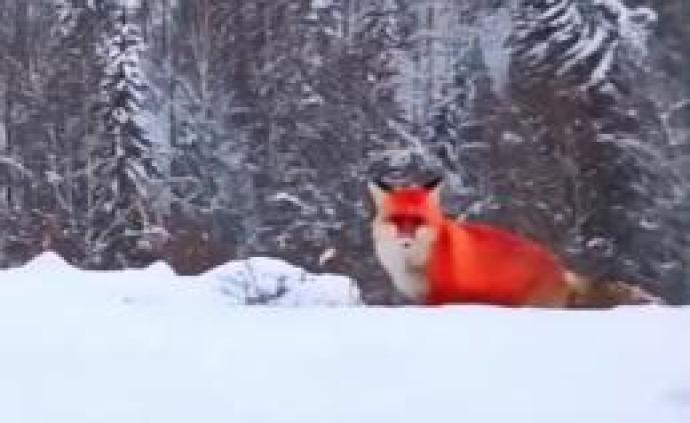 野生红狐现身黑龙江大兴安岭，雪地中犹如火焰