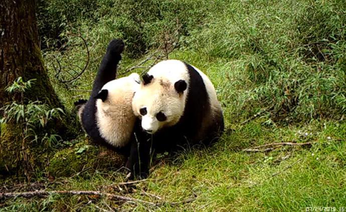 过于可爱！四川卧龙首次拍到野生大熊猫双胞胎视频