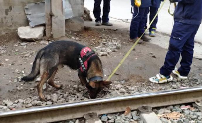 華北首只嗅探犬上崗,每月生活費3千元