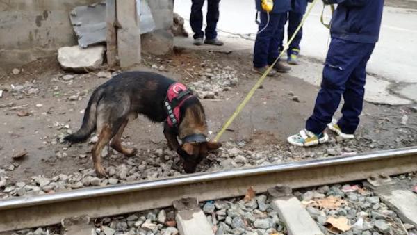 华北首只嗅探犬上岗，每月生活费3千元