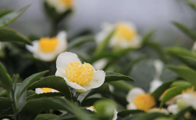 中国学者发现茶树香气物质橙花叔醇有助植物抗寒