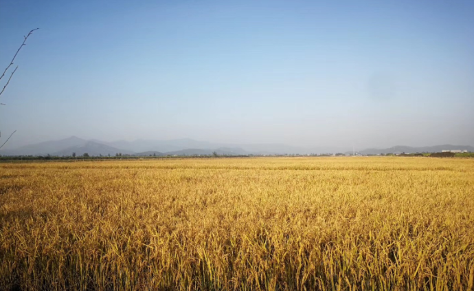 我国海水稻区域试验种植平均亩产超400公斤