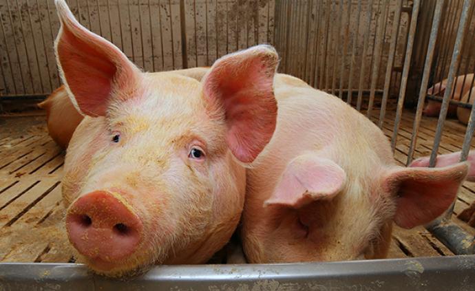 央视财经评“炒猪团”：“炒”的是猪，害的是人