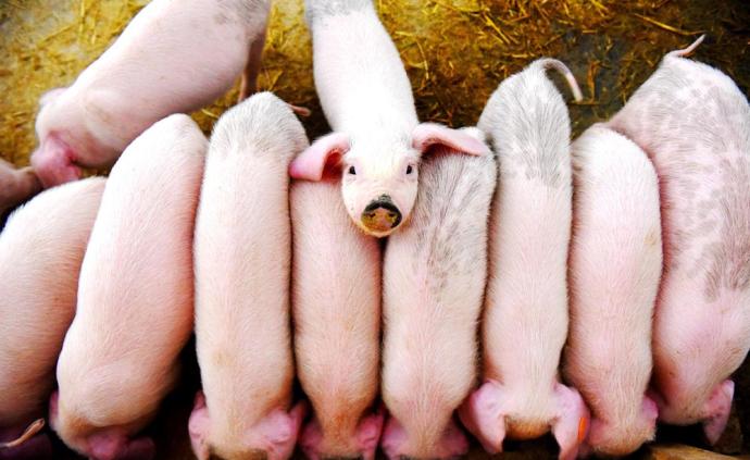 农业农村部明确无非洲猪瘟区标准：过去3年内家猪未发现感染