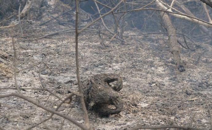 澳大利亚新南威尔士州三成考拉被烧死