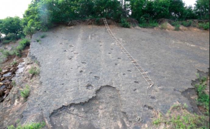 黑龙江首次发现大面积白垩纪恐龙足迹群：5条行迹70个足迹