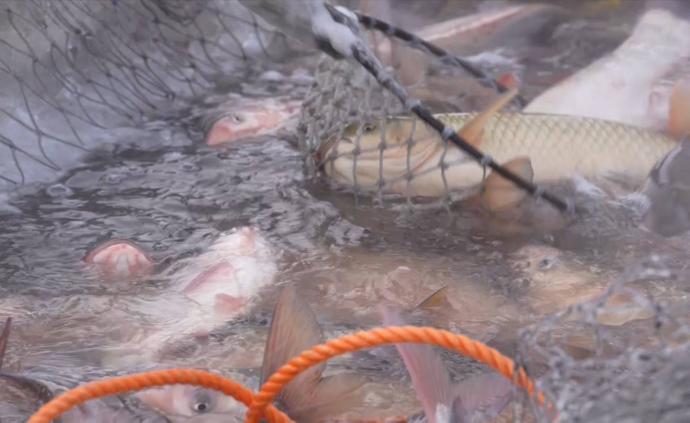 查干湖冬捕开网：一网可捕40万斤鱼