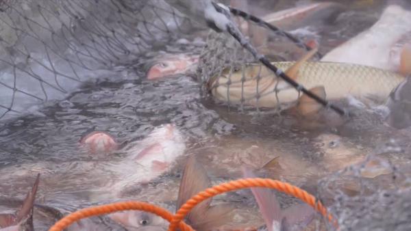查干湖冬捕开网：一网可捕40万斤鱼