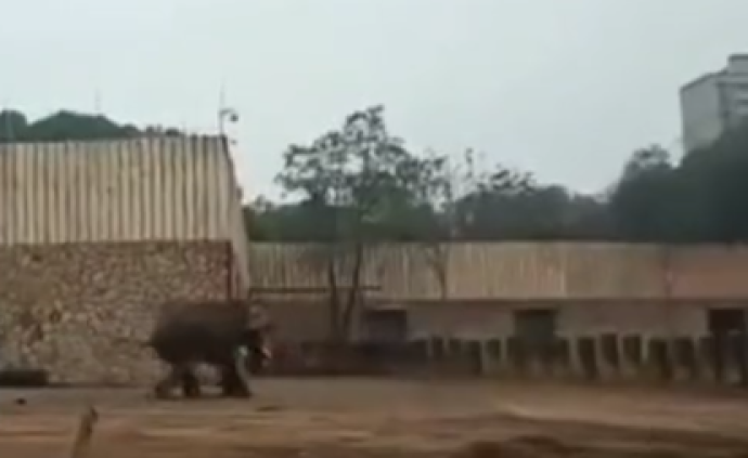 湖南长沙生态动物园发生大象踩死人事件，死者为饲养员