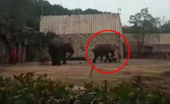 长沙一动物园大象踩死驯养员：疑为发情所致，已被隔离