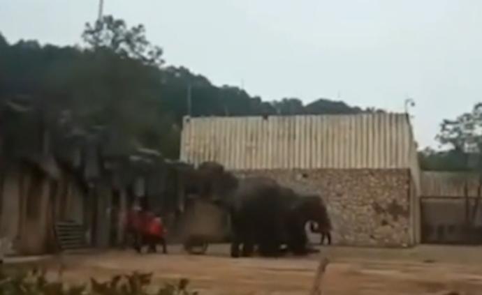 长沙生态动物园：大象疑发情踩死驯养员 