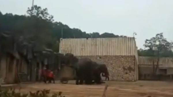 长沙生态动物园：大象疑发情踩死驯养员 