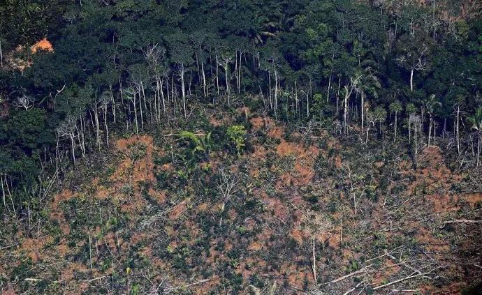 新研究：亚马孙森林被砍伐后再生速度远低于此前预期