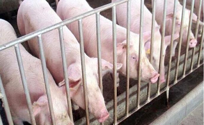 四川生猪生产稳步恢复，设非洲猪瘟有奖举报制度