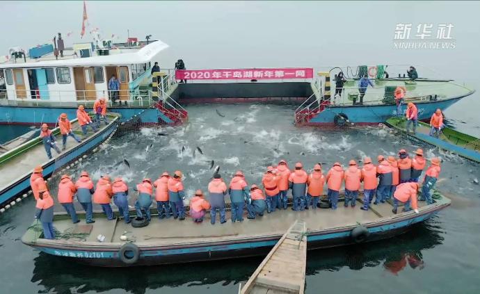 巨网捕鱼！千岛湖新年第一网收获八万斤