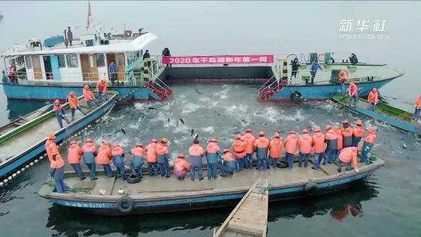 巨网捕鱼！千岛湖新年第一网收获八万斤