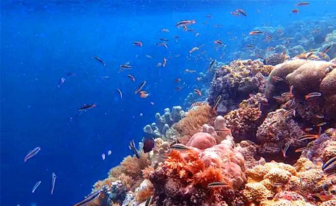 为保护珊瑚和海洋生物，太平洋岛国帕劳今年起禁用防晒霜