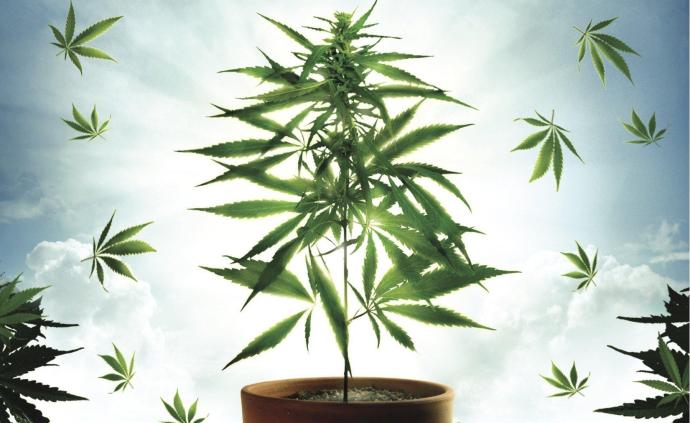 萨贝特：美国大麻合法化的问题、代价与对策
