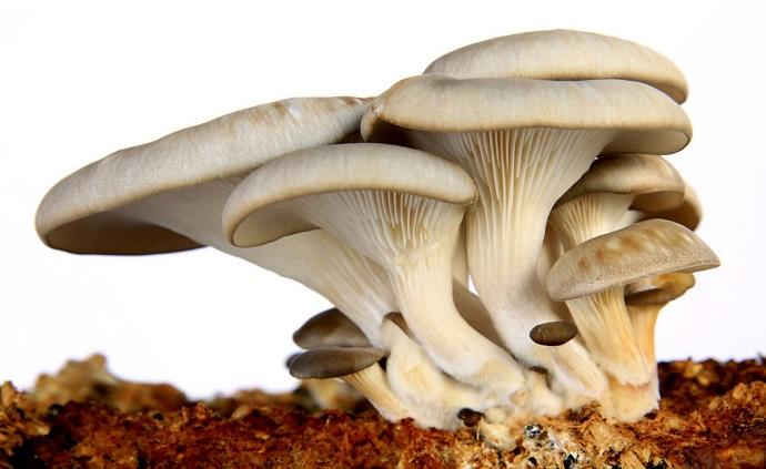 网传鉴别蘑菇的方法靠谱吗？其实都没科学性