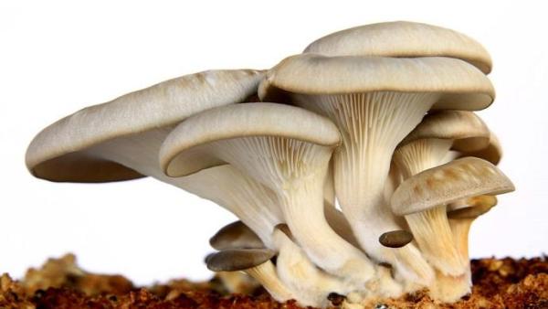 网传鉴别蘑菇的方法靠谱吗？其实都没科学性