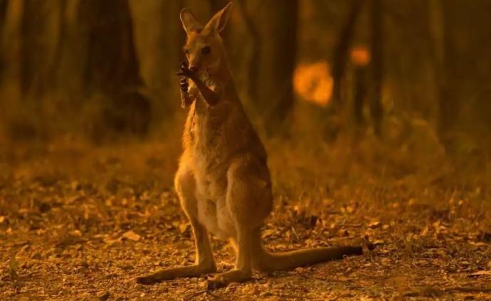 澳洲大火还没停，已近五亿动物丧生