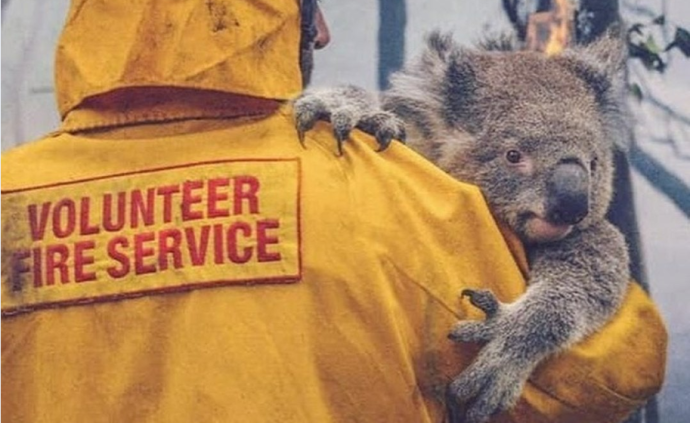 直播录像丨考拉在哭泣！澳大利亚山火持续，人员伤亡房屋被毁