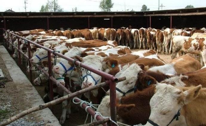 新年第一批中央储备冻牛羊肉定向投放内蒙古、甘肃、青海等地