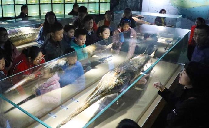 长江又一物种消失：水科院长江水产研究所专家称长江白鲟灭绝