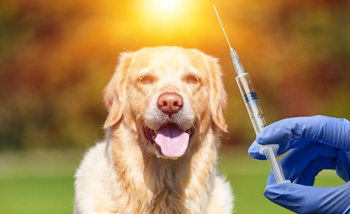 狗主人打死咬人金毛犬，被咬者不打疫苗身亡家属起诉狗主人