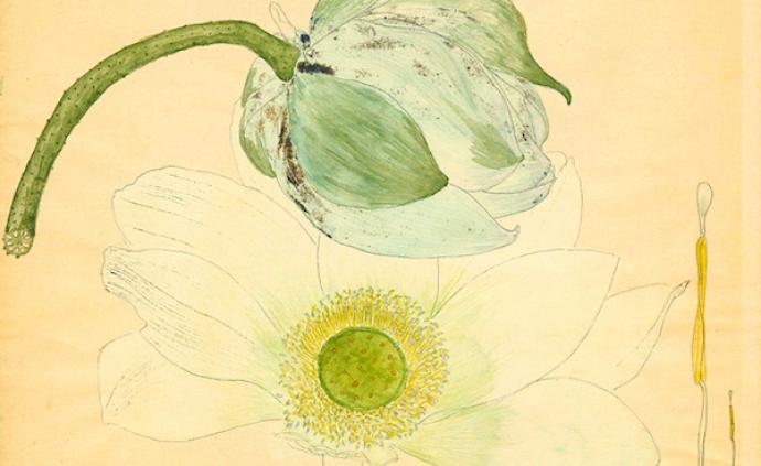 百年前的手绘植物科学画，告诉我们合欢、龙葵、矢车菊长这样