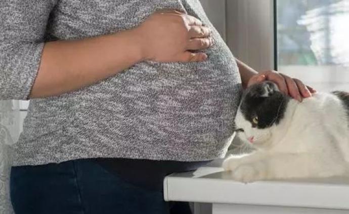 家有爱猫的孕妇，如何做到怀孕和铲屎两不误？
