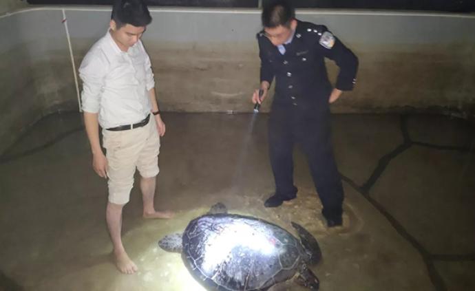 120多斤海龟受伤搁浅湛江，被送入动物救护基地“住院”