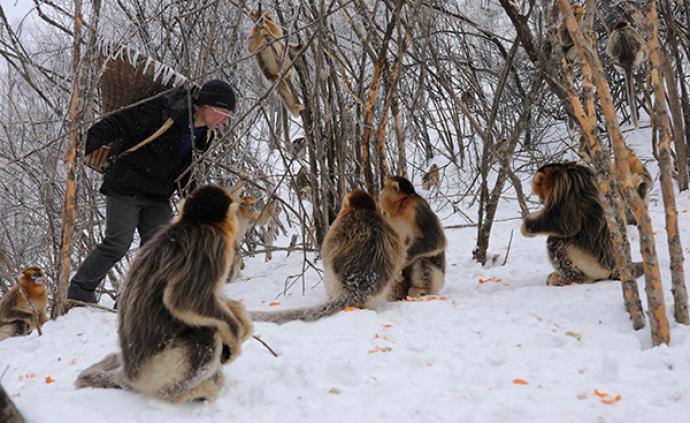 金丝猴等野生动物寒冬觅食难，神农架国家公园大规模野外补食