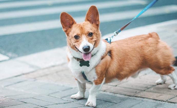上海将启动不文明养犬现场简易处罚程序，投放智能犬粪垃圾桶
