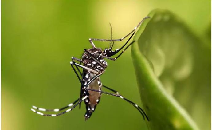 科学家研究转基因蚊子，阻断登革病毒传播