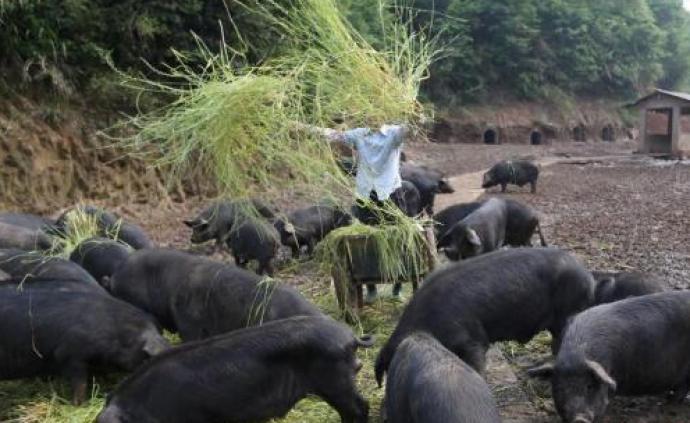广东引进今年首批进口种猪，每头母猪年产仔猪预计可达28头