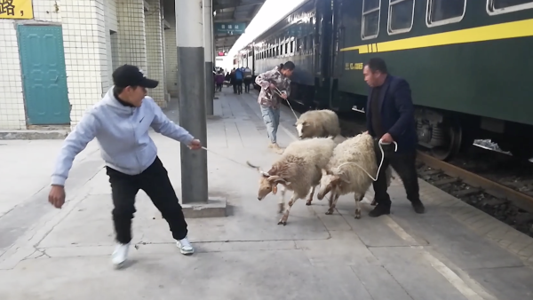 新春走基层丨大凉山“慢火车”25年没涨价，可带猪羊