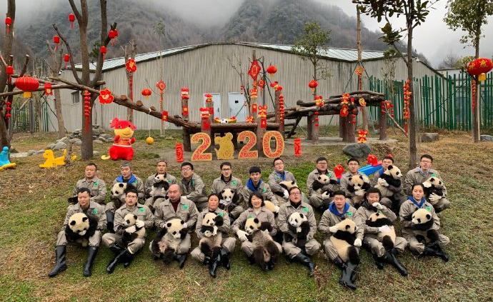多图｜2019级熊猫宝宝集体亮相，“圆”气十足拜大年