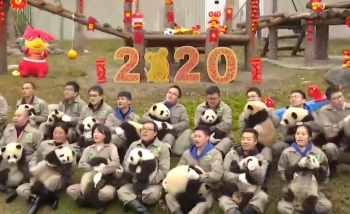 萌化了！20只熊猫宝宝集体亮相拜年