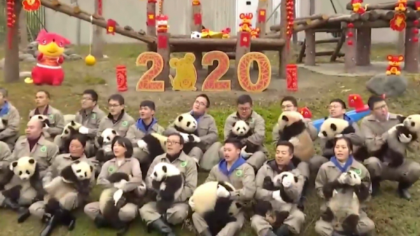 萌化了！20只熊猫宝宝集体亮相拜年