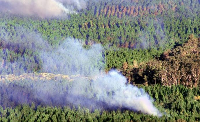 难灭的澳洲山火：桉树“点火”，猛禽“助燃”