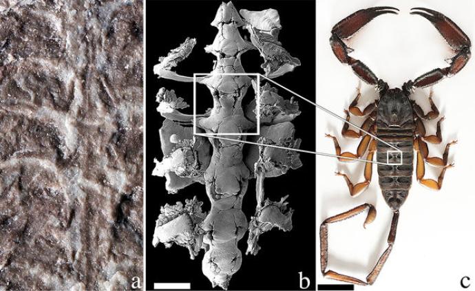 最古老蝎子被发现：距今4.3亿年，或从海洋登陆