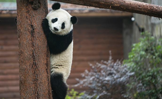 成都大熊猫基地春节限流，客流量达2.2万人次将暂停售票