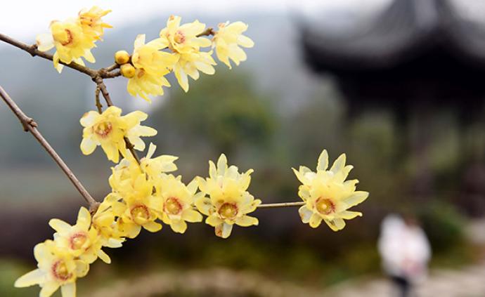 1月20日22时55分迎来大寒节气