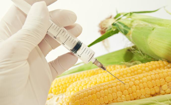 专访浙大转基因玉米研发团队负责人沈志成：推广是最好的科普