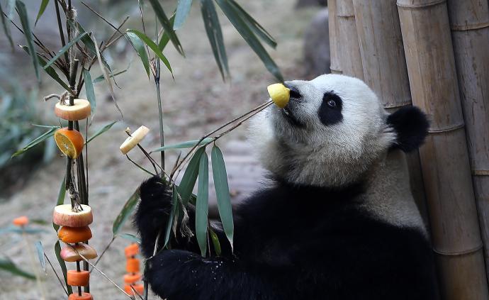 多家动物园因新冠肺炎疫情闭园，成都大熊猫基地：暂未接通知